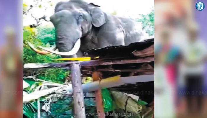 Elephant, padaiyappa, Munnar