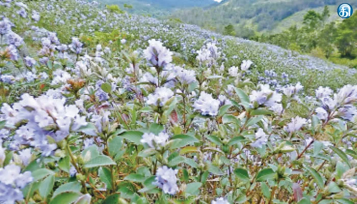 மலைகள் முழுவதும் பூத்துக்குலுங்கும் குறிஞ்சி மலர்கள்