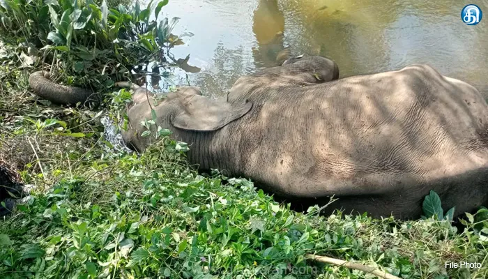 நீலகிரி சீகூர் வனப்பகுதியில் ஆண் யானை உயிரிழப்பு..!!