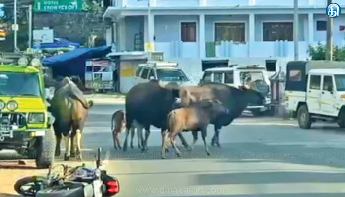 கொடைக்கானலில் கட்டுப்பாடின்றி சுற்றித்திரியும் காட்டு மாடுகள்