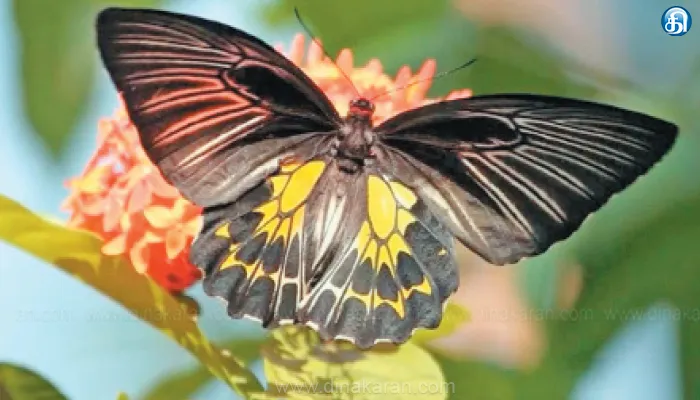 Butterfly, second Largest, madurai