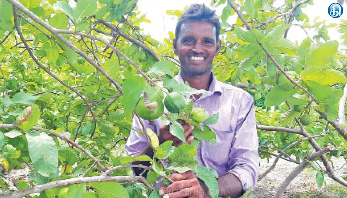 “நஷ்டம் என்ற பேச்சுக்கே இடமில்லை’’கொய்யாவால் குதூகலிக்கும் தஞ்சை விவசாயி!