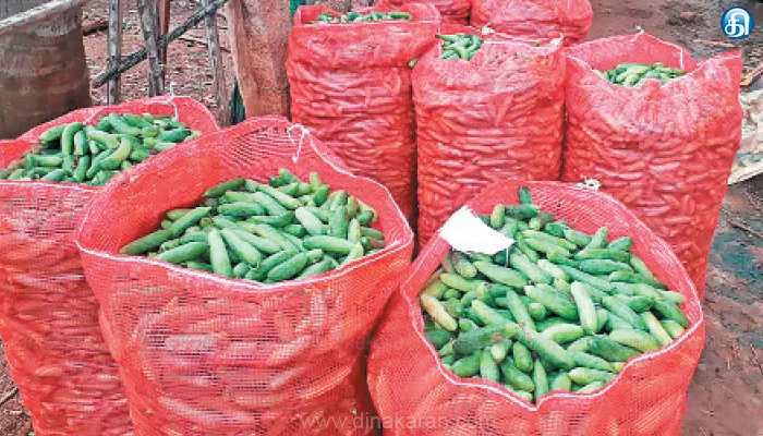 மாஸ் வருமானம் தரும் மலேசியன் கோவக்காய்!