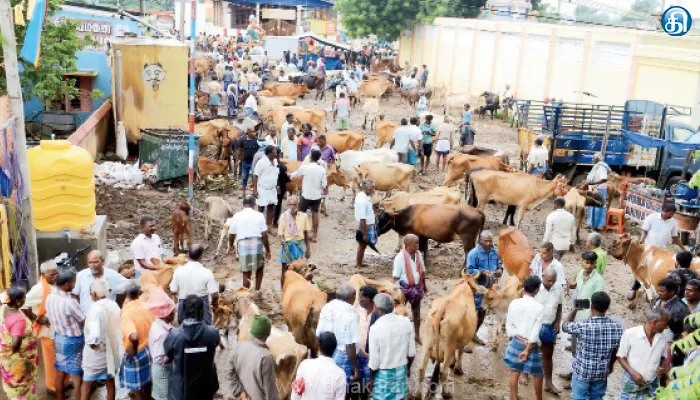 வேலூர் அடுத்த பொய்கை சந்தையில் தொடர் மழையால் வரத்து குறைந்து ₹40 லட்சத்துக்கு கால்நடைகள் விற்பனை