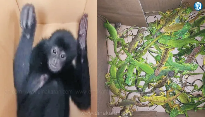 மலேசியாவில் இருந்து சென்னைக்கு விமானத்தில் அபூர்வ பச்சோந்திகள், கருங்குரங்குகள் கடத்திய 2 பேர் கைது