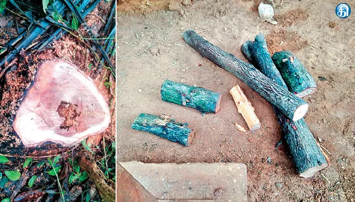 திருப்புத்தூர் அருகே சந்தன மரங்கள் வெட்டி கடத்தல்