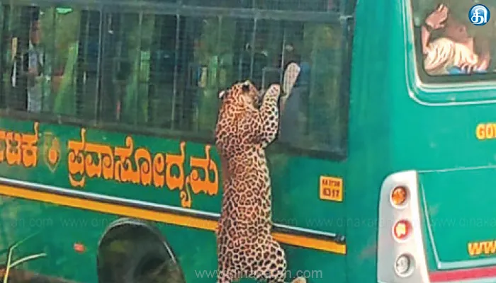 சுற்றுலா பயணிகள் பஸ் மீது தாவி குதித்து ஏறிய சிறுத்தை: கர்நாடகாவில் பரபரப்பு