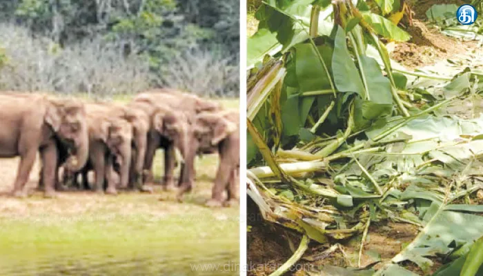 ராஜபாளையம் அருகே வாழை, தென்னங்கன்றுகளை ‘கதம்’ செய்யும் காட்டுயானைகள்: விவசாயிகள் கவலை
