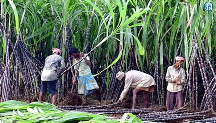 கரும்புக்கு ஊக்கத்தொகை அறிவிப்பு முதல்வர் மு.க.ஸ்டாலினுக்கு விவசாய சங்கம் நன்றி