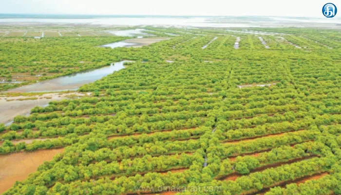 முத்துப்பேட்டையில் கண்களுக்கு விருந்தளிக்கும் பாக்ஸ் வடிவ அலையாத்தி காடு