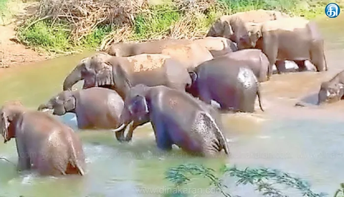 தேன்கனிக்கோட்டை அருகே ஏரியில் ஆனந்த குளியல் போட்ட 10 யானைகள்: கிராம மக்களுக்கு வனத்துறை எச்சரிக்கை