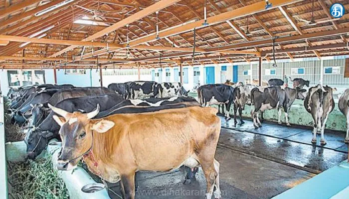 சென்னையில் மாடுகளை பராமரிக்க புதிதாக 12 இடங்களில் மாட்டு் தொழுவங்கள்: இந்தாண்டில் 2,300 மாடுகள் பிடிபட்டுள்ளன
