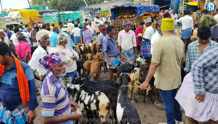 தீபாவளி பண்டிகை முன்னிட்டு செஞ்சி ஆட்டுச் சந்தையில் ரூ.6 கோடிக்கு ஆடுகள் விற்பனை!