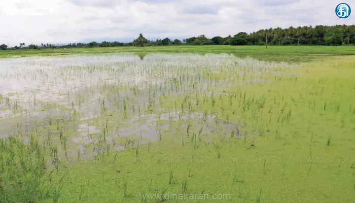 பேரண்டூர் கிராமத்தில் மழைநீர் புகுந்ததால் பயிர்கள் அழுகி நாசம்: சிறுபாலம் அமைக்க கோரிக்கை