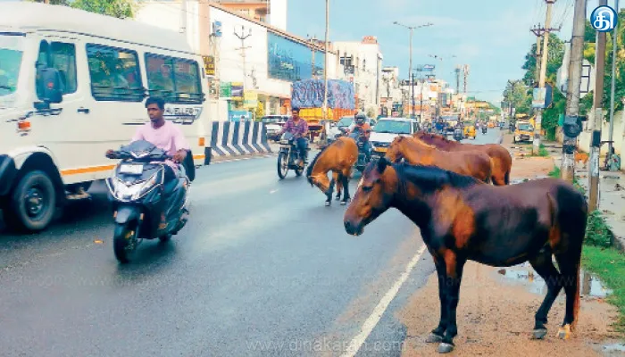 மாடுகள் ஒரு பக்கம்; குதிரைகள் இன்னொரு பக்கம் சாலைகளில் விபத்தில் சிக்கும் வாகனங்கள்: தடுத்து நிறுத்த கோரிக்கை