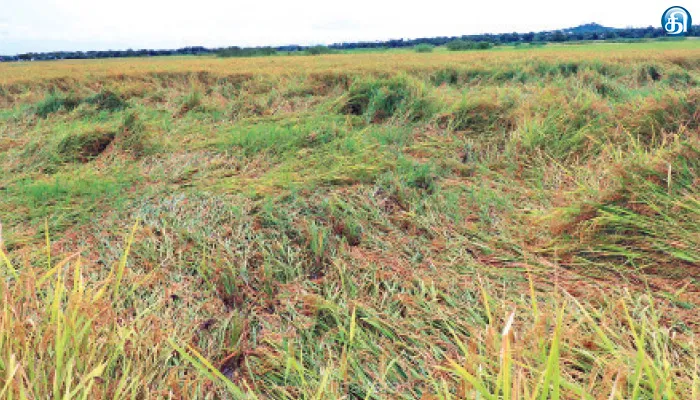 நெல்லை மாவட்டத்தில் தொடர் மழை எதிரொலி; அறுவடைக்கு தயாராக இருந்த நெற்கதிர்கள் தண்ணீரில் மூழ்கின: மீண்டும் முளைப்பதால் விவசாயிகள் கவலை