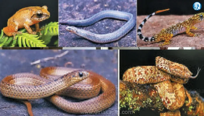 Mudumalai, Forest , Reserve Forest