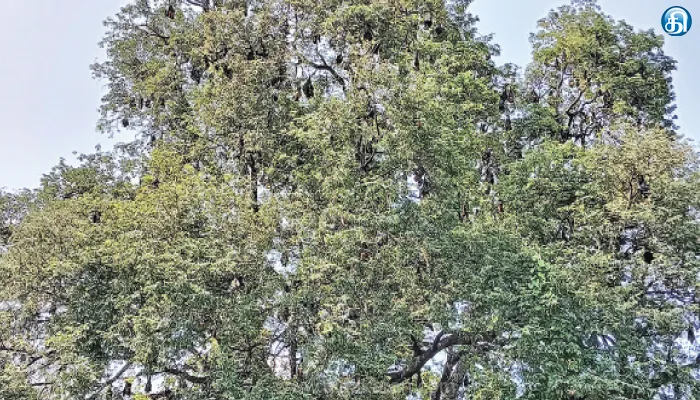 bats, shelter