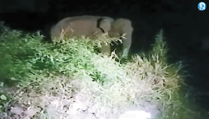 Elephant, Mettupalayam