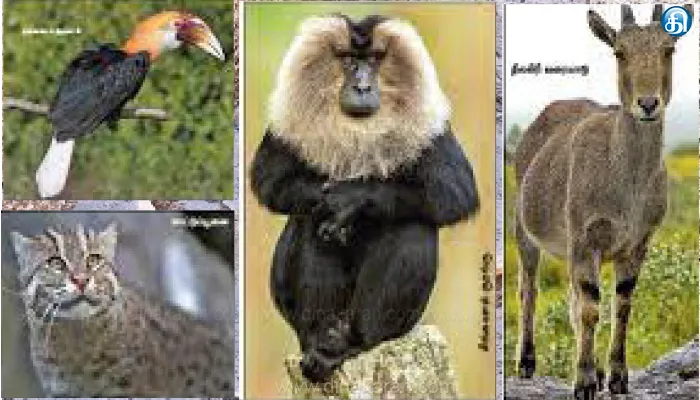 Mudumalai, Wild Animals