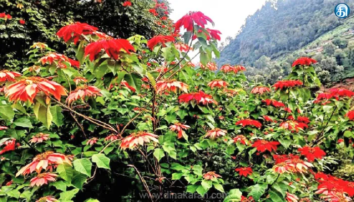 Redleep flowers, Manjoor