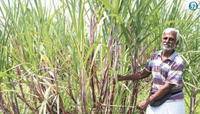 ரசாயனமில்லா கரும்பு சாகுபடி… மதிப்புக்கூட்டி நேரடி விற்பனை…