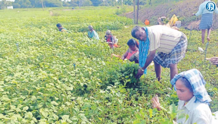 அரைக்கீரை : முழு லாபம்!