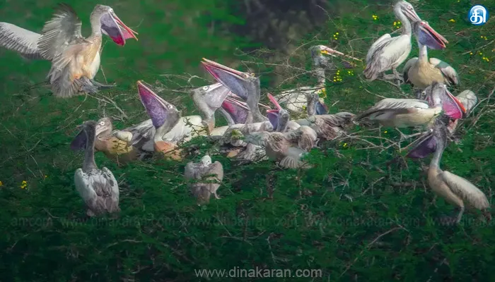 நெல்லை வனவிலங்கு சரணாலயத்தின் சுற்றுச்சூழல் உணர்திறன் மண்டலத்திற்கான கண்காணிப்புக் குழு அமைப்பு!!