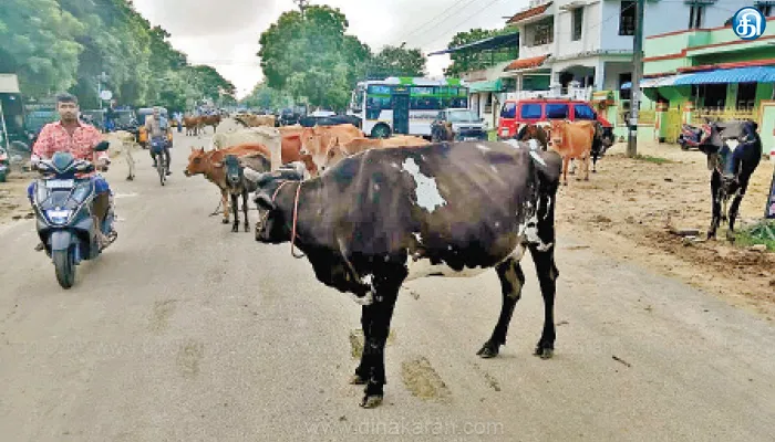 பனைக்குளம் சாலையில் வாகன ஓட்டிகளை அச்சுறுத்தும் கால்நடைகள்