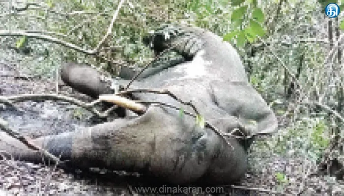 கொடைக்கானல் வனப்பகுதியில் அழுகிய நிலையில் ஆண் யானை சடலம்: வனத்துறையினர் விசாரணை