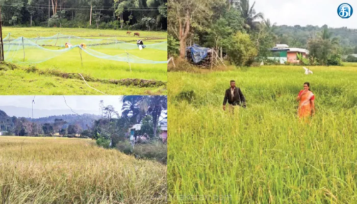 கூடலூர் சுற்றுவட்டார பகுதியில் பாரம்பரிய நெல் விவசாயத்தை காக்க அரசு உதவ வேண்டும்