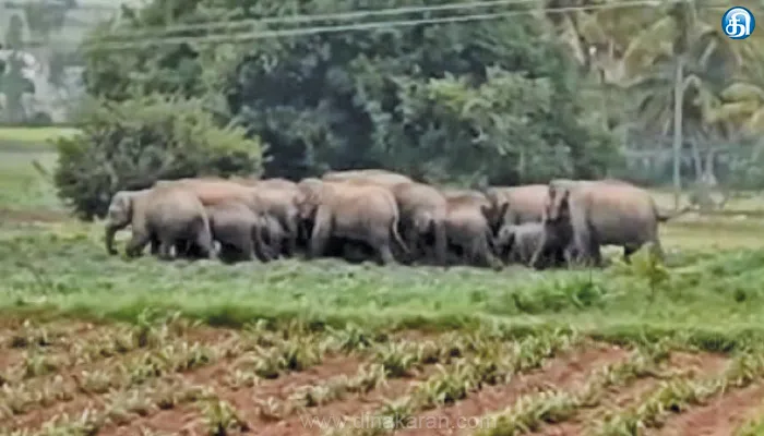 பன்னார்கட்டா வனப்பகுதியில் இருந்து ஓசூர் பகுதிக்கு படையெடுக்கும் யானைக்கூட்டம்