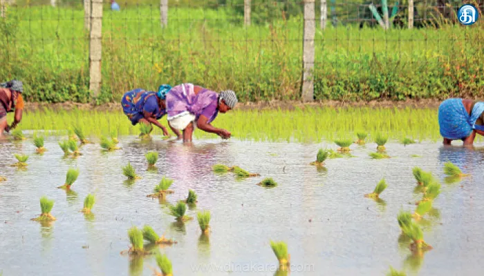 பருவமழையால் உழவுப்பணிகள் தீவிரம் நடப்பாண்டு 18,500 ஹெக்டேரில் நெல் சாகுபடிக்கு இலக்கு