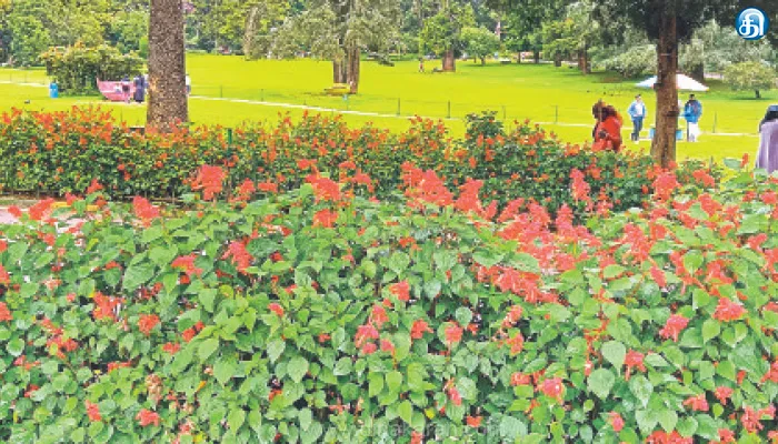 ஊட்டி அரசு தாவரவியல் பூங்காவில் பூத்து குலுங்கும் சிவப்பு நிற சால்வியா மலர்கள்: சுற்றுலா பயணிகள் கண்டு ரசிப்பு