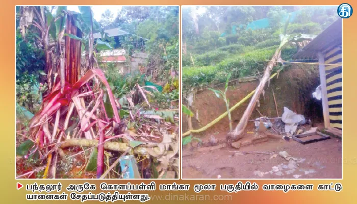 பந்தலூர் அருகே தொடரும் பரபரப்பு குடியிருப்பு பகுதிக்குள் புகுந்து அச்சுறுத்தும் கட்டைக்கொம்பன், புல்லட் யானைகள்
