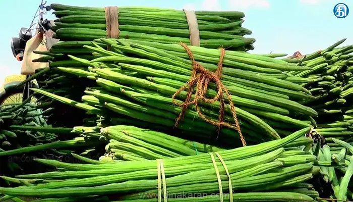 கோயம்பேடு சந்தையில் முருங்கைக்காய் விலை அதிகரிப்பு