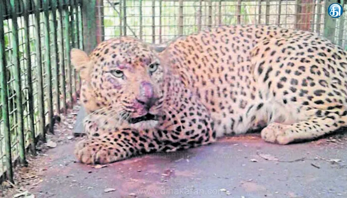 வனத்துறை கூண்டில் சிறுத்தை சிக்கியது