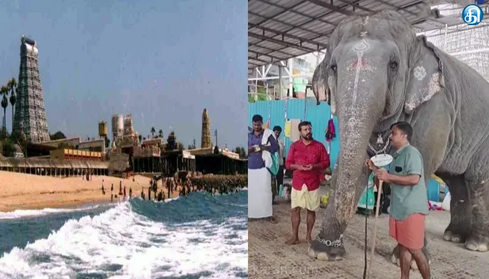 திருச்செந்தூர் முருகன் கோயிலில் யானை மிதித்து இருவர் உயிரிழப்பு