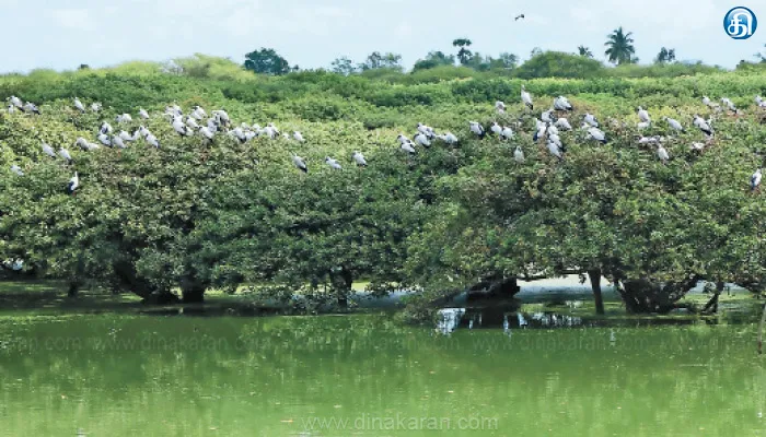 வேடந்தாங்கலில் தொடங்கியது சீசன்; வெளிநாட்டு பறவைகள் வருகை