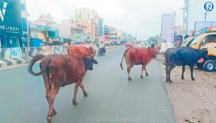 ஜோலார்பேட்டை அருகே சாலைகளில் போக்குவரத்திற்கு இடையூறாக சுற்றித்திரியும் கால்நடைகள்