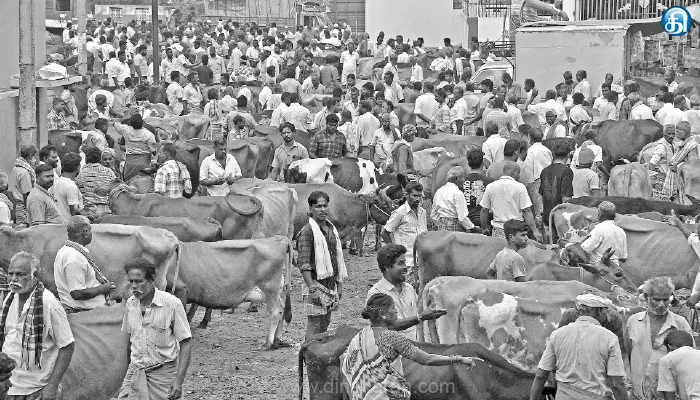 பொய்கை கால்நடை சந்தையில் மாடுகள் வரத்து சரிவு: ரூ.55 லட்சம் வரை விற்பனை