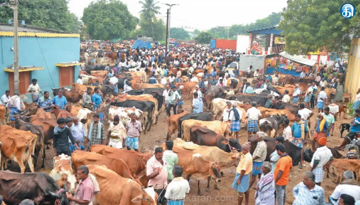ஆந்திரா, கர்நாடகாவில் இருந்தும் வரத்து பொய்கை மாட்டுச்சந்தையில் ₹1.50 கோடிக்கு வர்த்தகம்