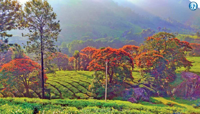 கொசுக்களை கொல்லும் ‘ஸ்பாதோடியா’ பூத்துக் குலுங்குது மலேரியா மரங்கள்
