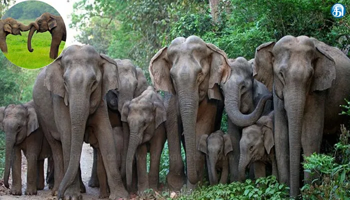 Elephants, Forest