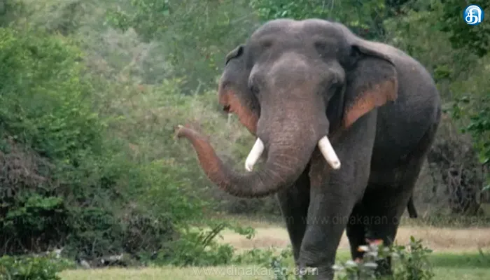 Elephants