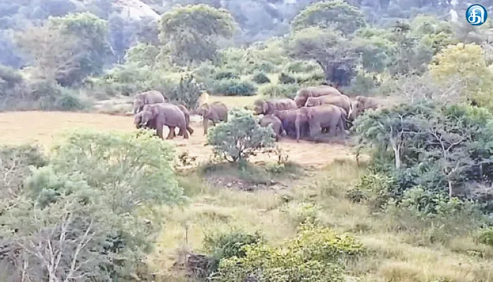 தேன்கனிக்கோட்டை அருகே முகாமிட்டுள்ள 60 யானைகள்