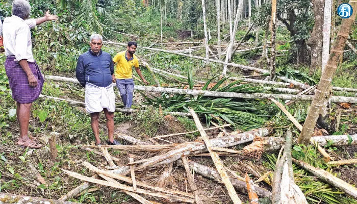 தேவர் சோலை பேரூராட்சி பகுதியில் காட்டு யானைகளால் 1,000 பாக்கு மரங்கள் சேதம்