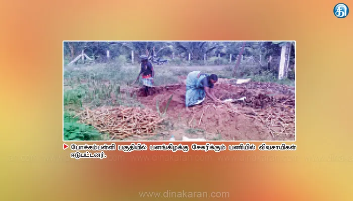 போச்சம்பள்ளி பகுதியில் பனங்கிழக்கு விளைச்சல் அமோகம்