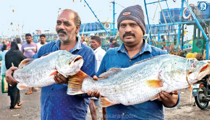 கார்த்திகை மாதத்தை முன்னிட்டு காசிமேட்டில் மீன்கள் விலை குறைவு