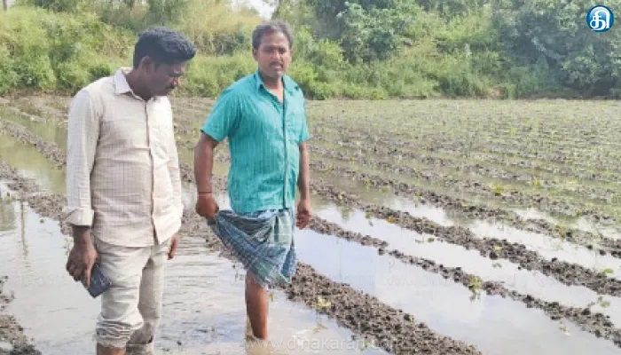 செய்யாறு வட்டாரத்தில் பெஞ்சல் புயல் மழையால் 30 எக்டர் பரப்பளவில் தோட்டக்கலை பயிர்கள் சேதம்